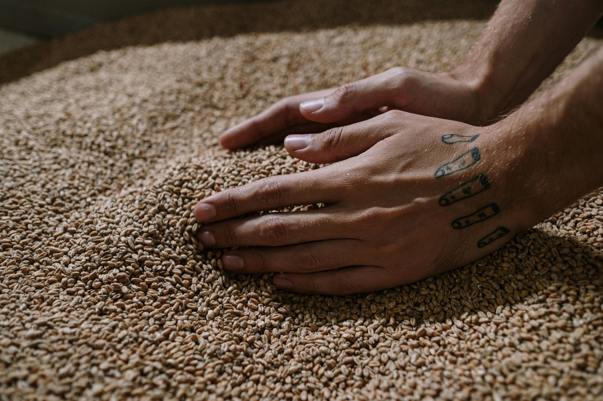 Brewing grain and malt used in craft brewery recipe formulation
